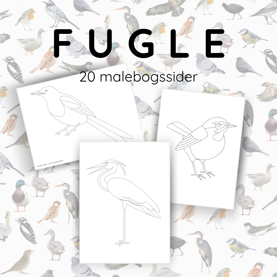 Farvelæg fuglene – 20 smukke fugletegninger til børn