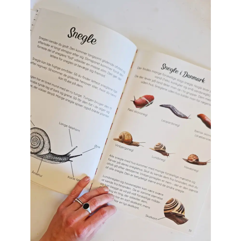 Tema: insekter og smådyr i haven - variabel