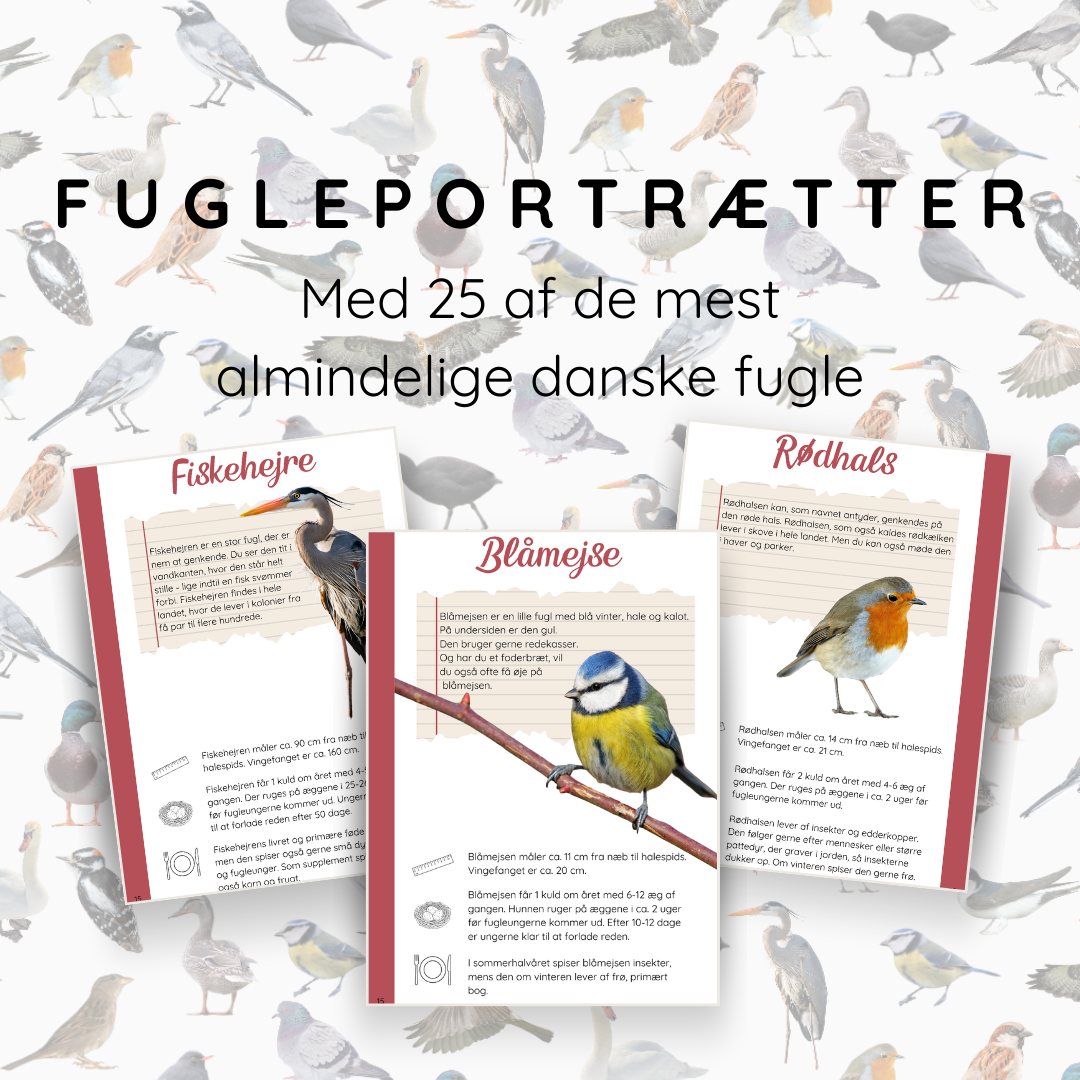 Leg, læring og krea om fugle i Danmark - en fuglebog for børn