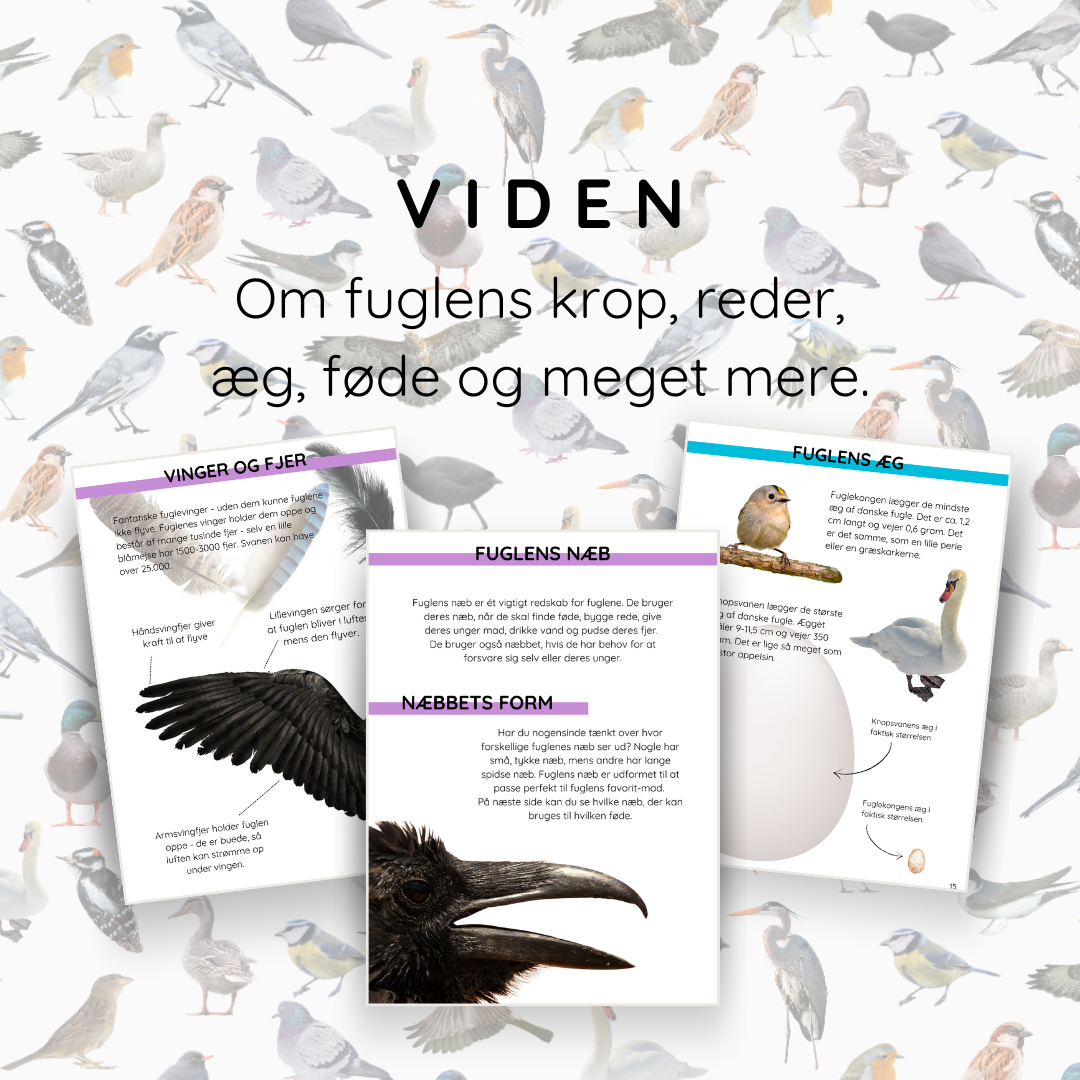 Leg, læring og krea om fugle i Danmark - en fuglebog for børn