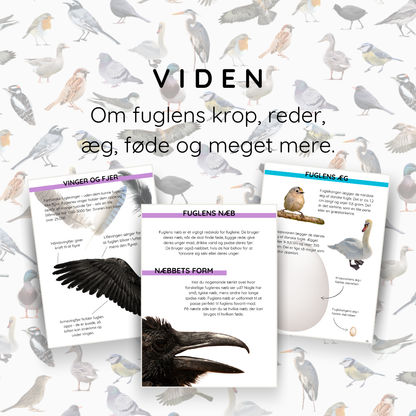 Fuglebog til børn: lær om fuglereder, fugleæg og meget mere